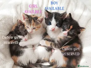 Mixed Breed cats Beautiful ginger kittens sale for good home - Advert 2