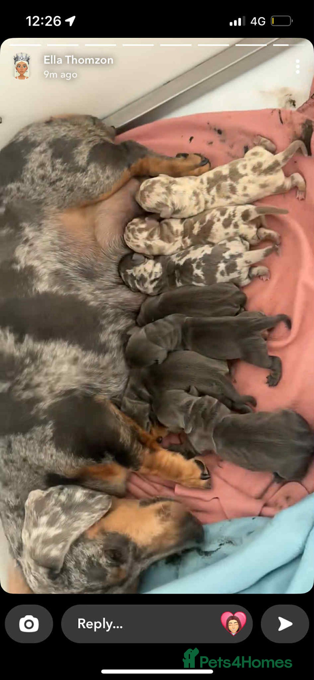 Miniature Dachshund dogs for sale: Miniature Isabella tan dapple/ blue and tan Girls - Image 12