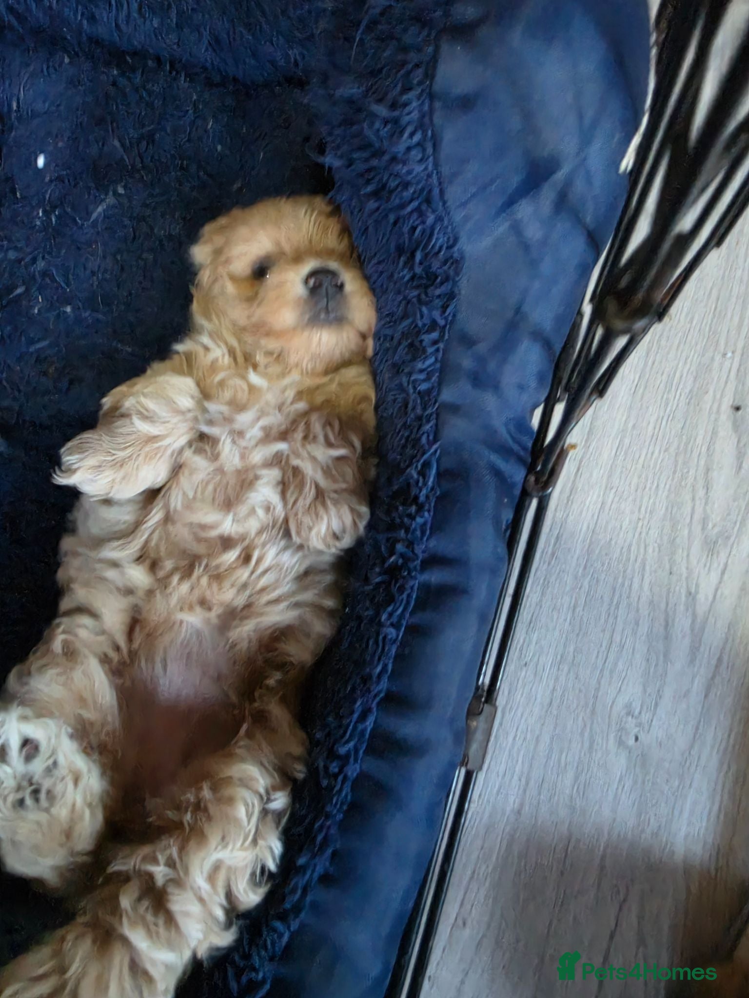 Maltipoo dogs Maltipoo ONLY 1 girl left - Advert 6