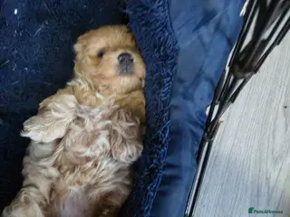 Maltipoo dogs Maltipoo ONLY 1 girl left - Advert 6
