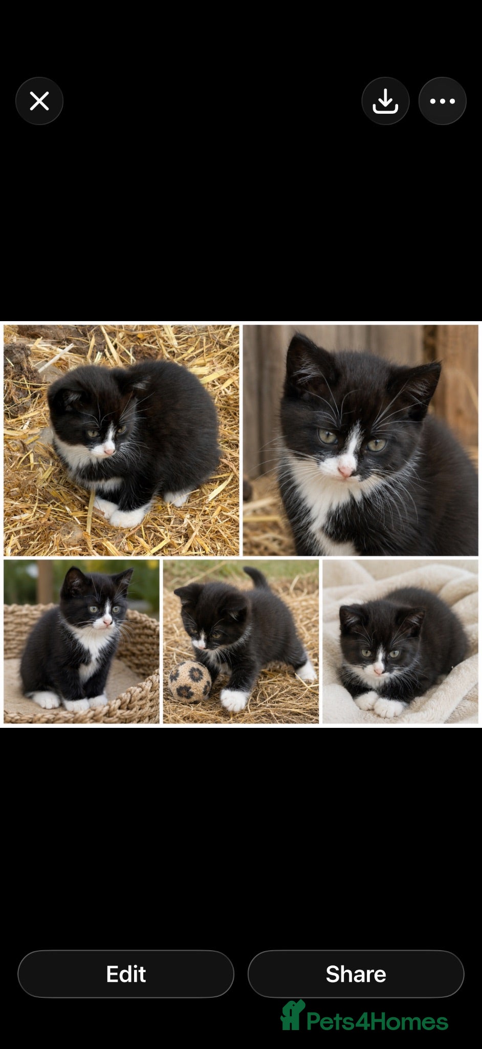 British Shorthair cats British short hair kitten  - Advert 1