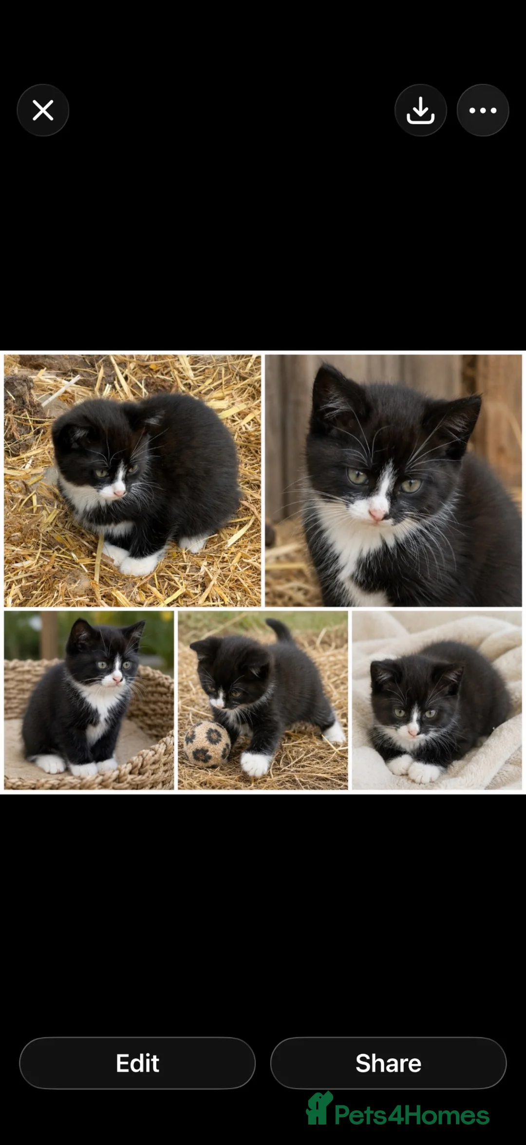 British Shorthair cats for sale: British short hair kitten  - Advert 1