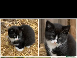 British Shorthair cats British short hair kitten - Advert 1
