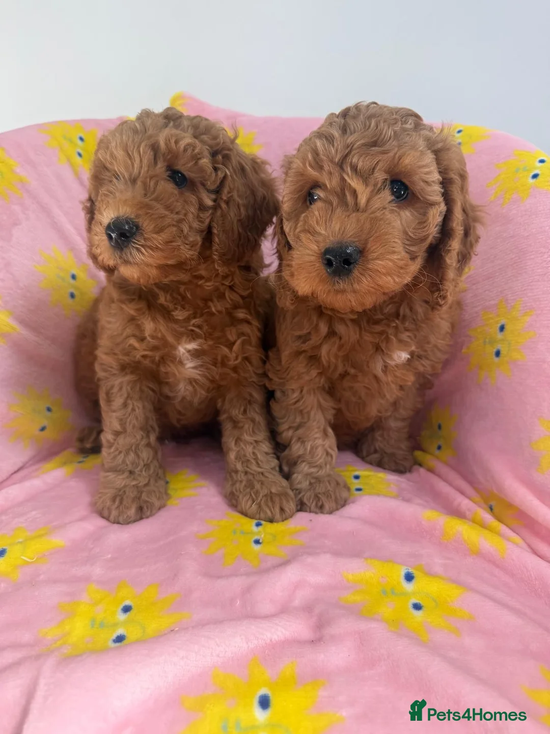 Cockapoo dogs for sale: Cockapoo Puppies For Sale  in Magherafelt - Advert 1