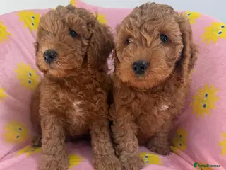 Cockapoo dogs Cockapoo Puppies For Sale - Advert 1