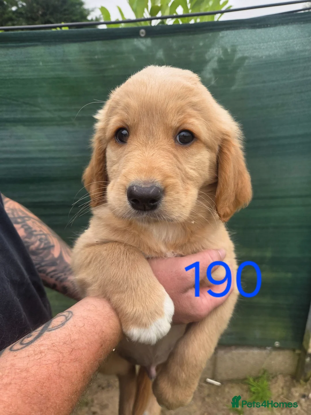 Nova Scotia Duck Tolling Retriever dogs for sale: 💛 Beautiful Golden/Nova Scotia puppies 💛 - Advert 1
