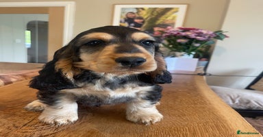 Cocker Spaniel dogs - Advert 4