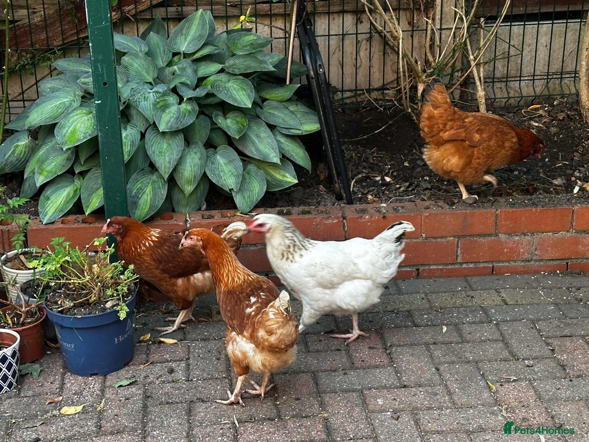 Chickens poultry 4 Hens for £70 - Advert 2