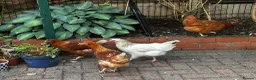 Chickens poultry for sale: 4 Hens for £70 in Manchester - Advert 1