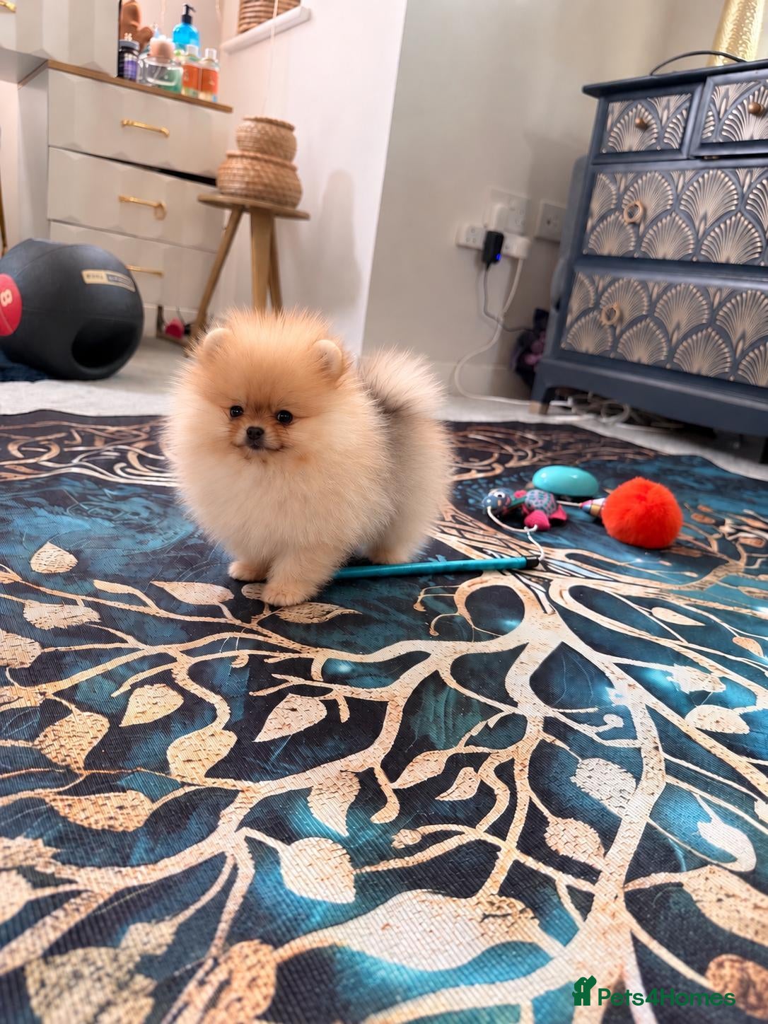 Pomeranian dogs RARE SUPER TINY BOY 650G at 12 weeks 💙 🏆 lines🫶 - Advert 3