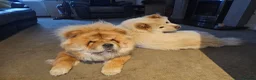 Chow Chow dogs for stud: FOR STUD - Male Chow Chow in Sheffield  - Advert 6