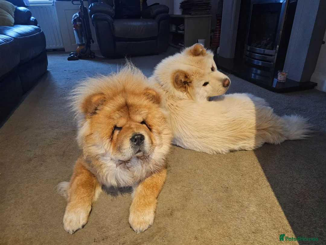 Chow Chow dogs for stud: FOR STUD - Male Chow Chow in Sheffield  - Advert 6