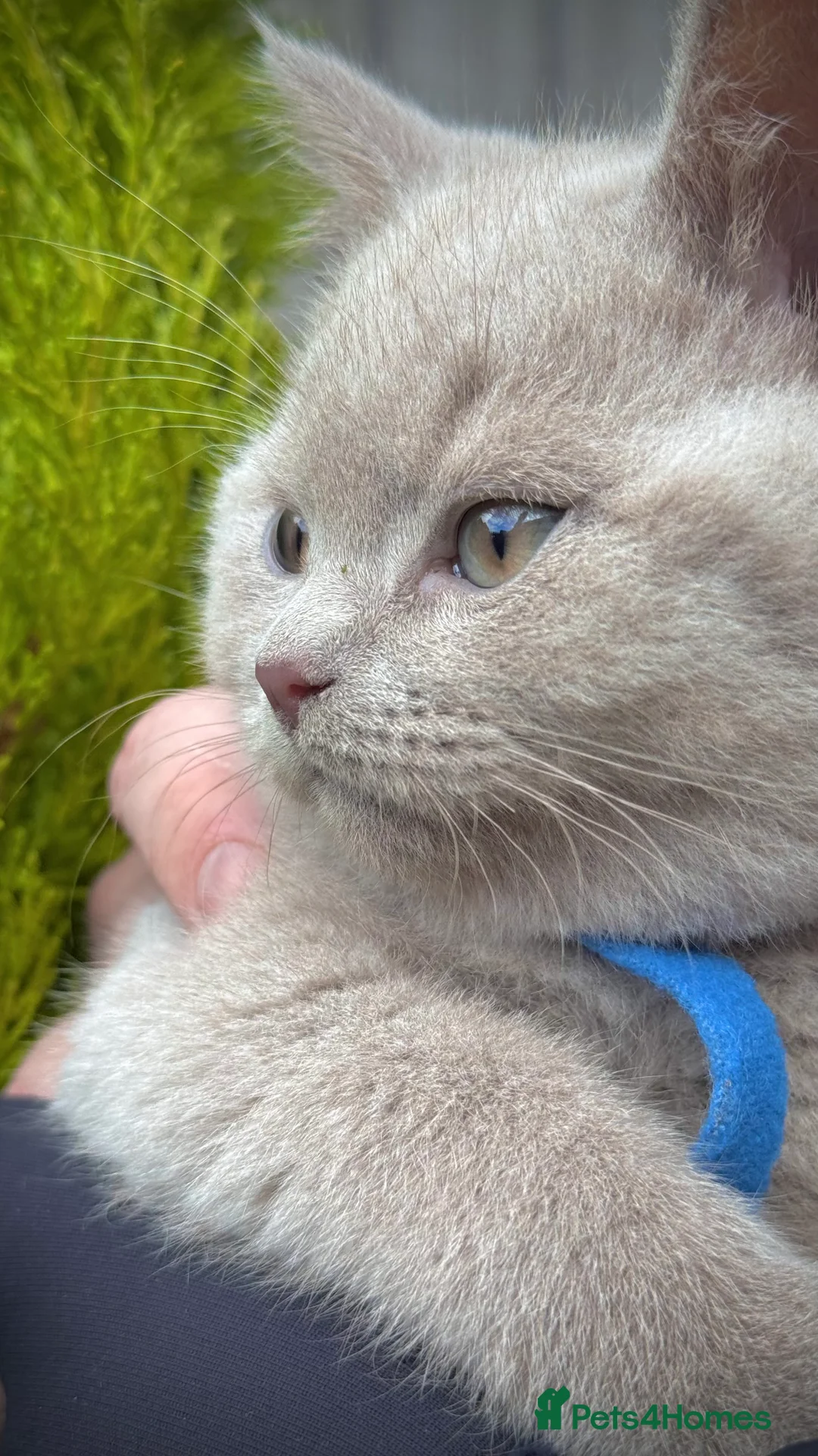 British Shorthair cats for sale: Adorable British Shorthair Blue and Lilic kittens - Advert 16