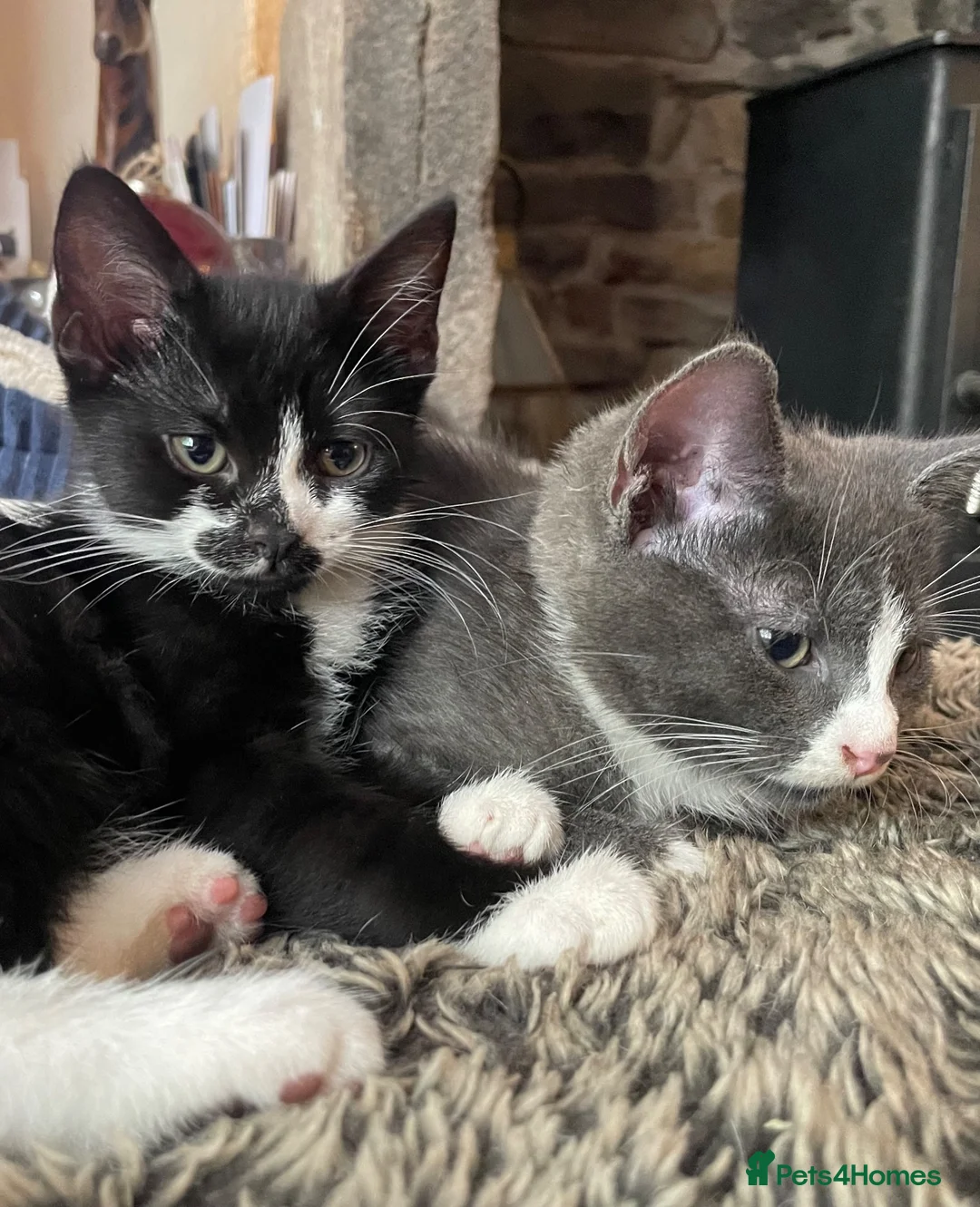Ragdoll cats for sale: Mum Ragdoll X Dad British blu X - Advert 14