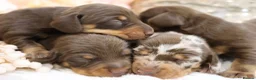 Miniature Dachshund dogs for sale: KC Miniature Dachshund Puppies - Advert 7