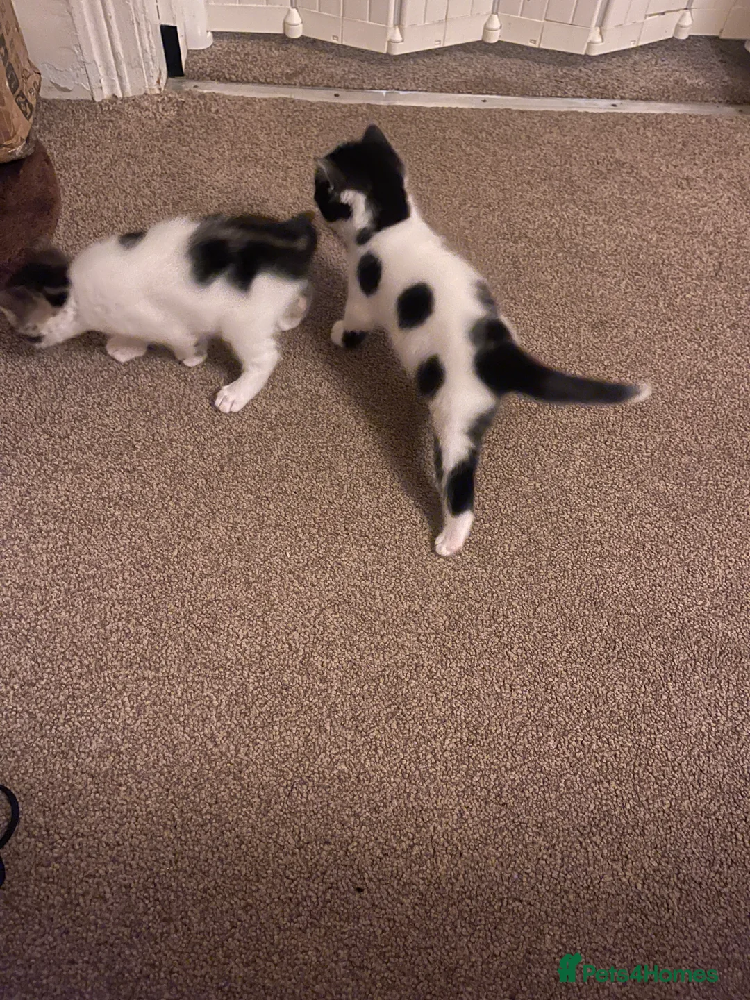 Mixed Breed cats for sale: Two beautiful spotty kittens - Advert 7