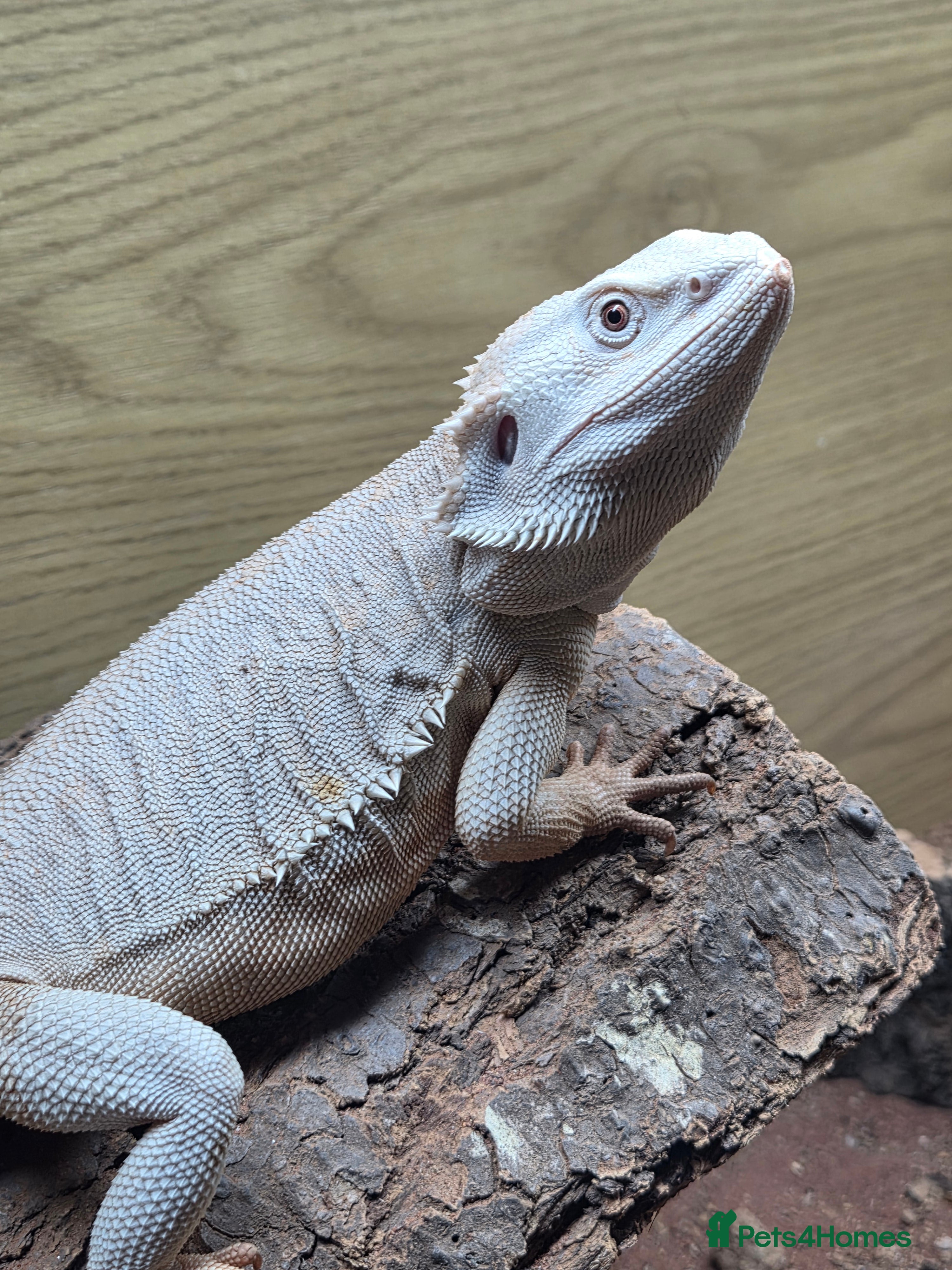 Bearded Dragon reptiles Hypo Zero Leatherback 66% het trans - Advert 6