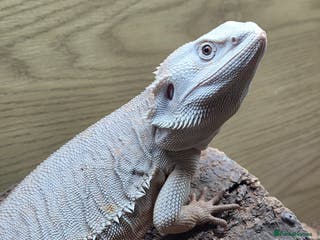 Bearded Dragon reptiles Hypo Zero Leatherback 66% het trans - Advert 5
