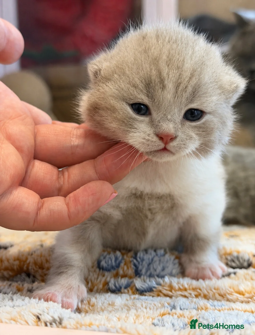 British Shorthair cats for sale: 💜 Chunky British Shorthair Kittens 💙  - Advert 10