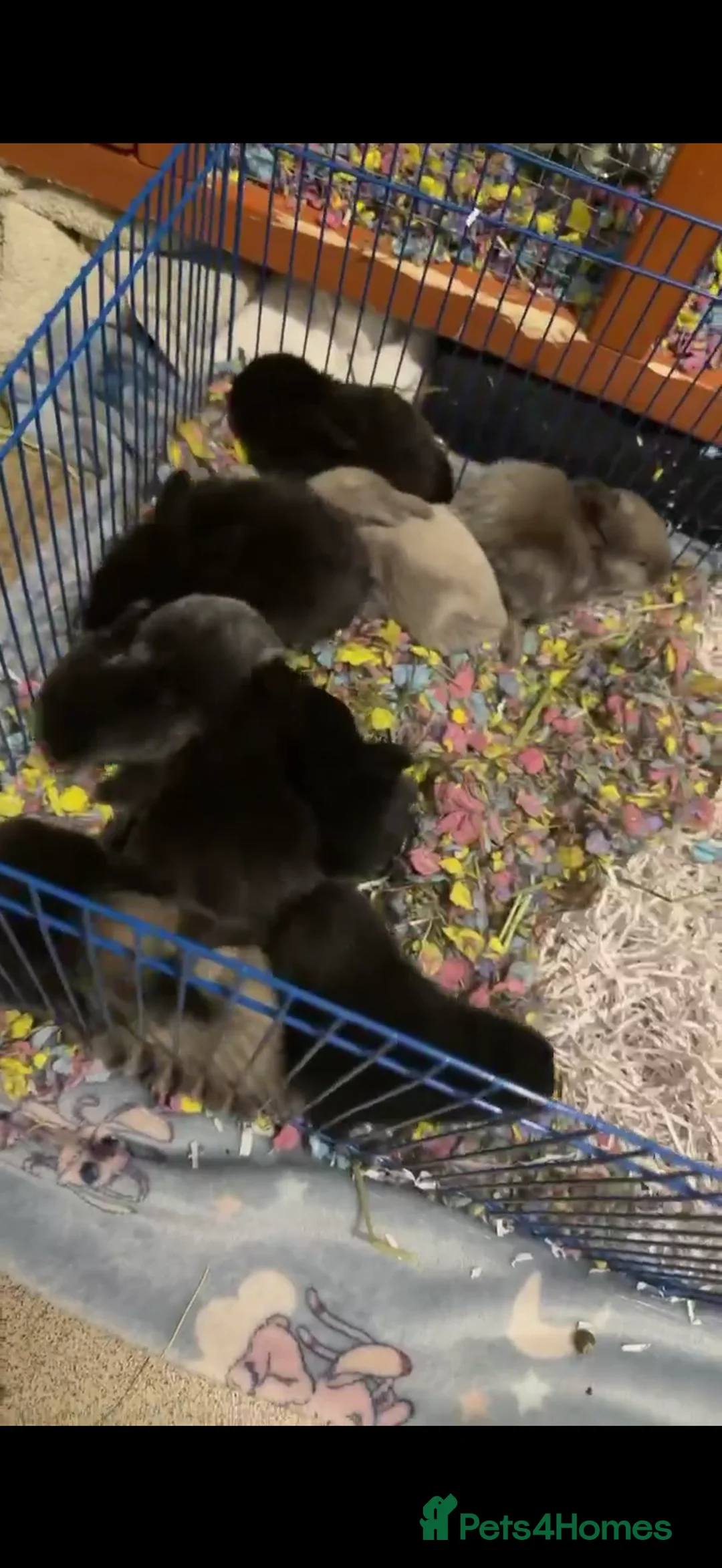 Mixed Breed rabbits for sale: Lionheadxminilop  - Advert 3