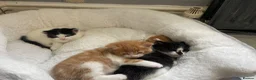 Mixed Breed cats for sale: 4 playful kittens ready to find their forever home - Advert 5