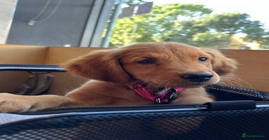 Golden Retriever dogs - Advert 4