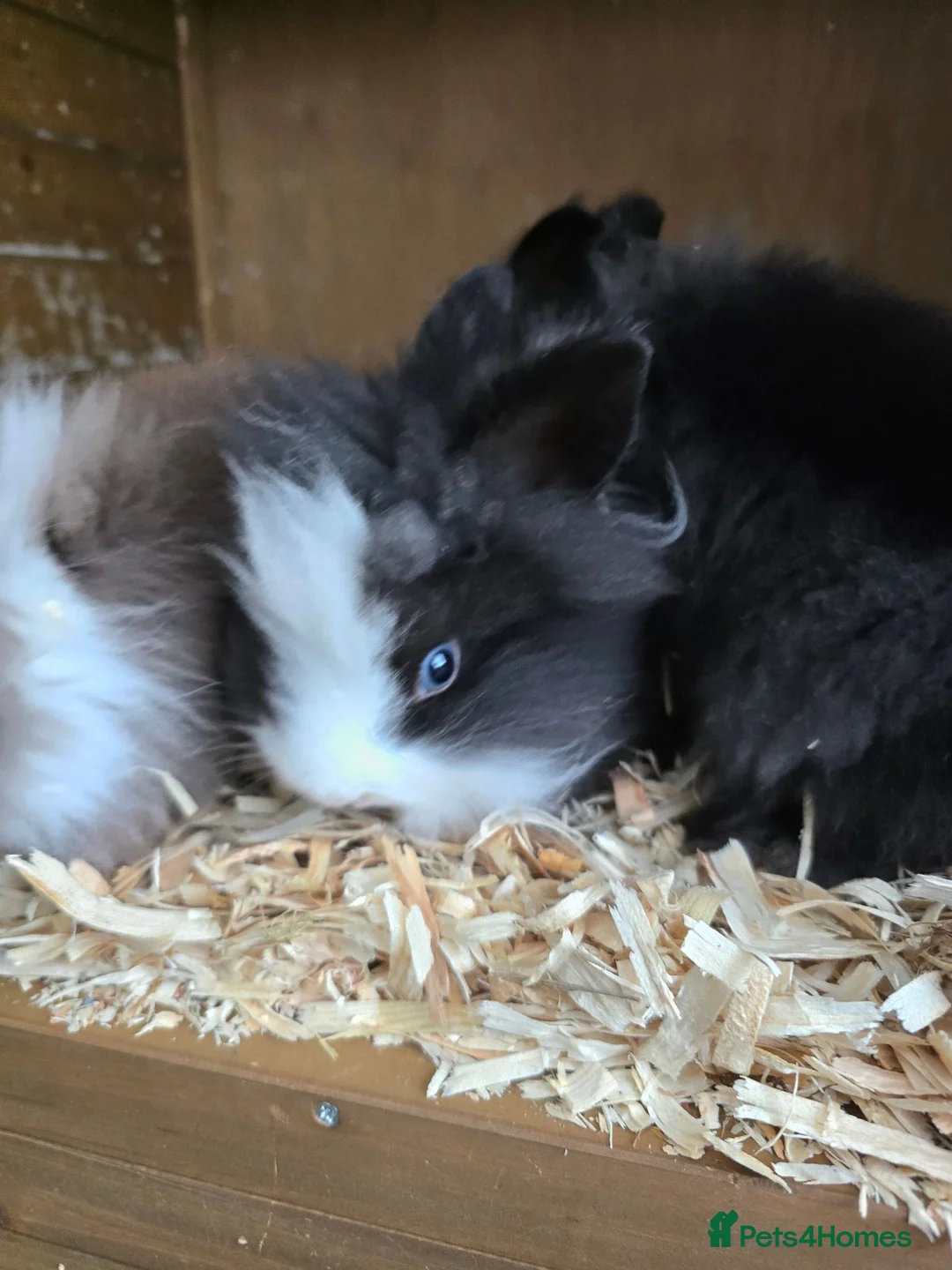 Lionhead rabbits for sale: 🌟SOLD🌟 13 week old baby bunnies  - Advert 3