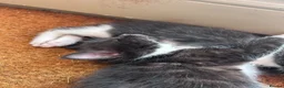 Mixed Breed cats for sale: Mixed Breed Tuxedo kittens  - Advert 8