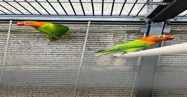 Lovebirds birds - Advert 15