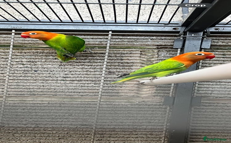 Lovebirds birds - Advert 2