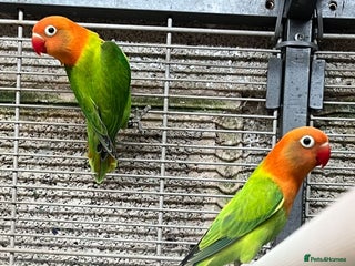 Lovebirds birds - Advert 25