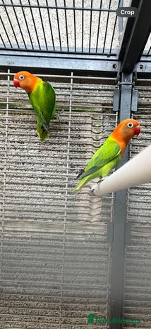 Lovebirds birds - Advert 16