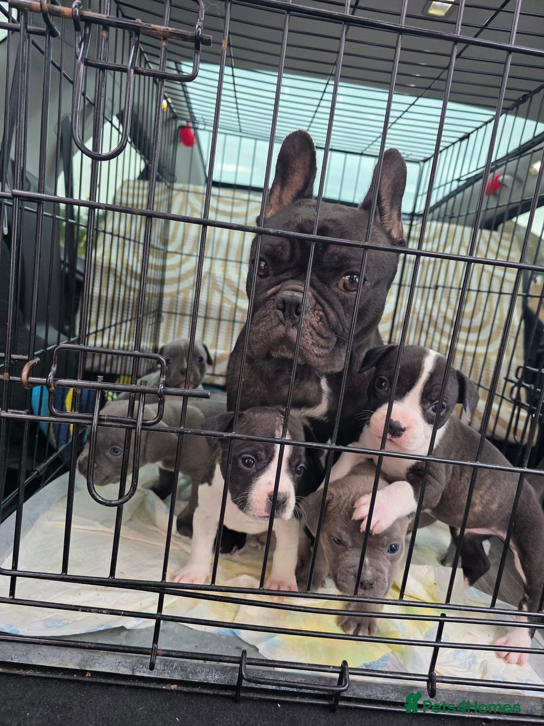 Mixed Breed dogs for sale: French bulldog x American staff - Image 21