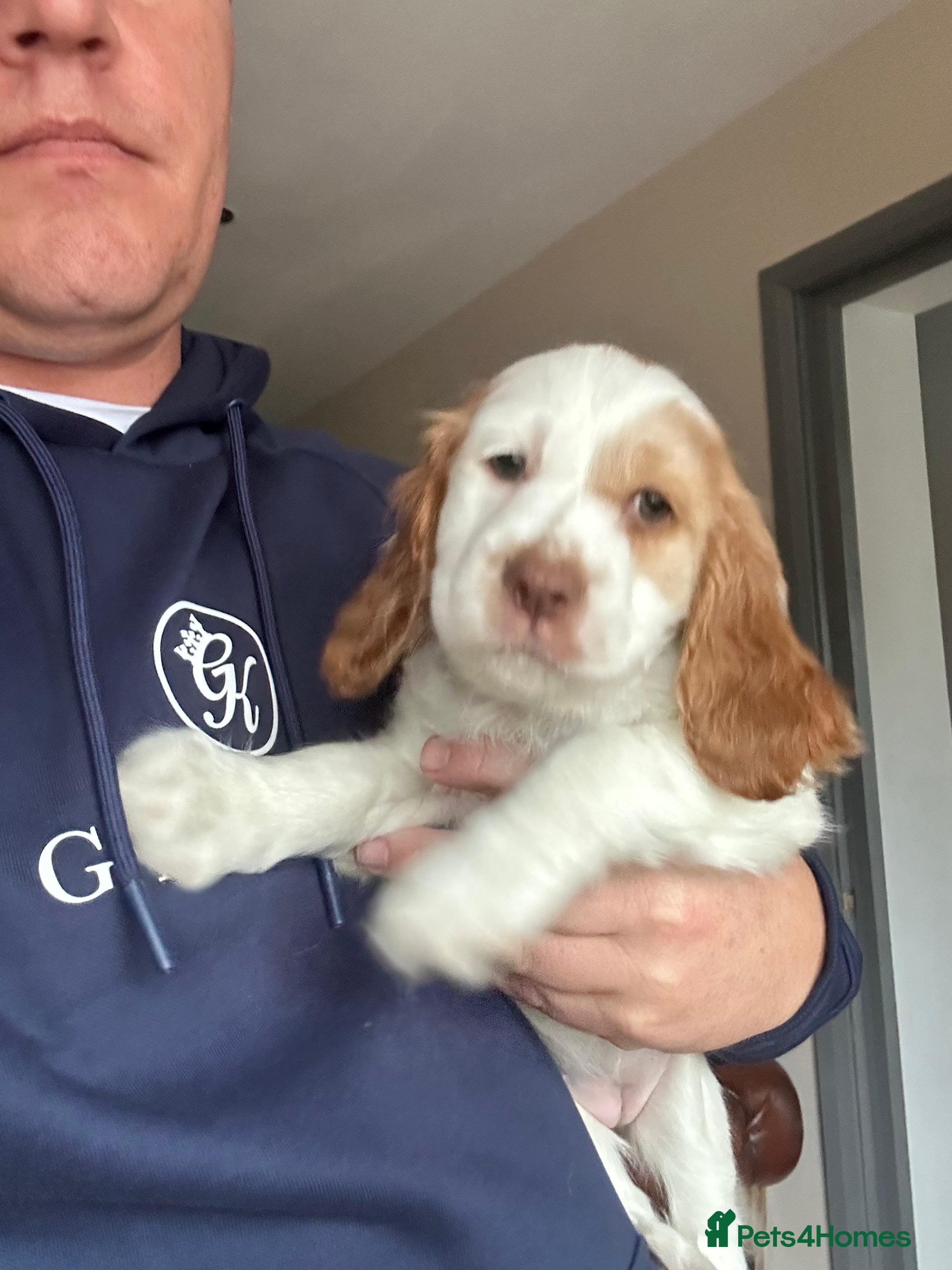 Cocker Spaniel dogs Three stunning Cocker pups  - Advert 2