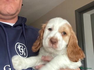 Cocker Spaniel dogs Three stunning Cocker pups - Advert 1