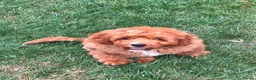 Cavapoo dogs for sale: F1 Cavapoo Puppy for a loving home  - Advert 6