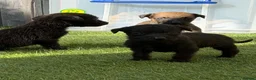Mixed Breed dogs for sale: Bedlington whippet in Bradford - Advert 5