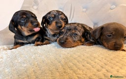 Miniature Dachshund dogs for sale: Miniature Dachshund - Advert 3