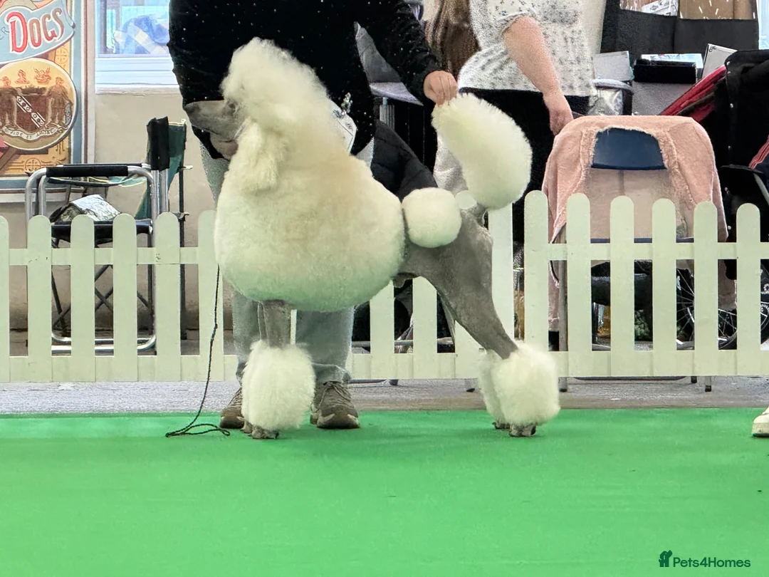 Standard Poodle dogs for stud: White Standard Poodle For Stud - Advert 2