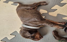 Dobermann dogs for sale: Stunning Dobermann puppies in Nottingham - Image 22