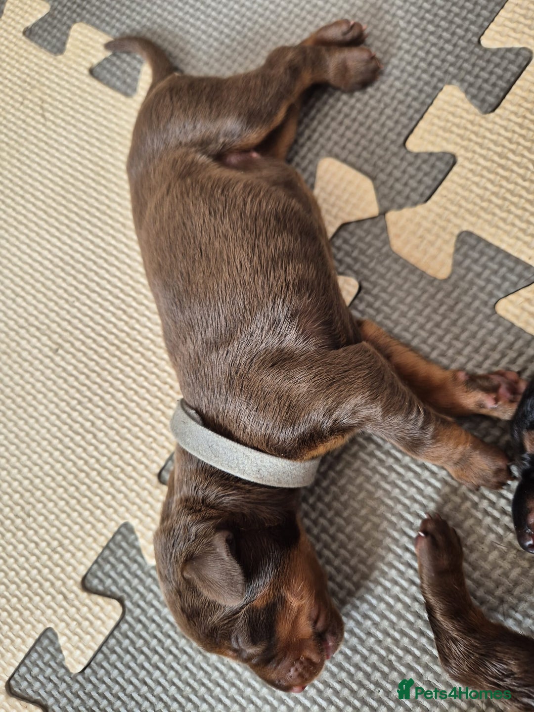 Dobermann dogs for sale: Stunning Dobermann puppies in Nottingham - Image 22