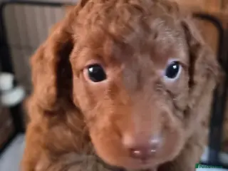Cockapoo dogs Last two male cockapoo's - Advert 6