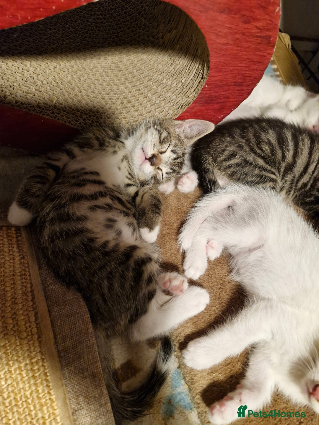 Siamese cats for sale: Siamese /balinese cross kittens - Image 24