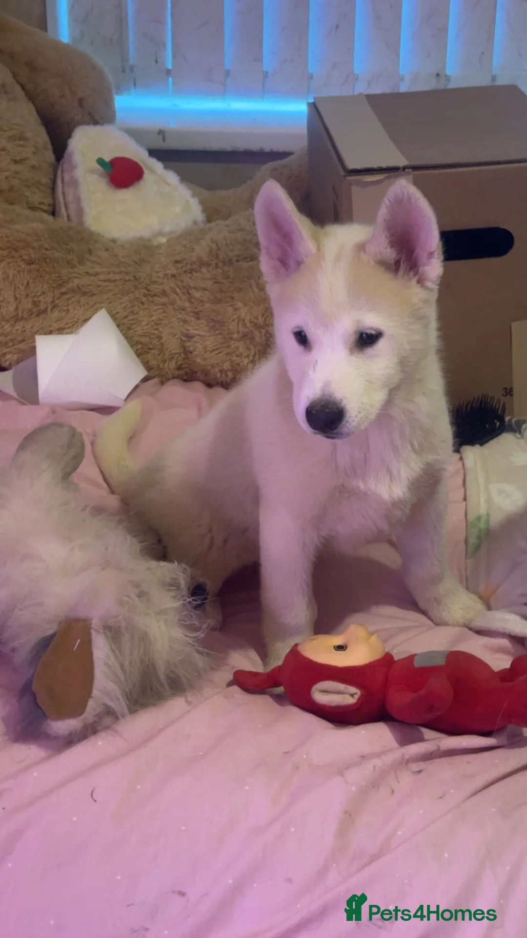 Siberian Husky dogs for sale: Siberian husky  - Advert 33