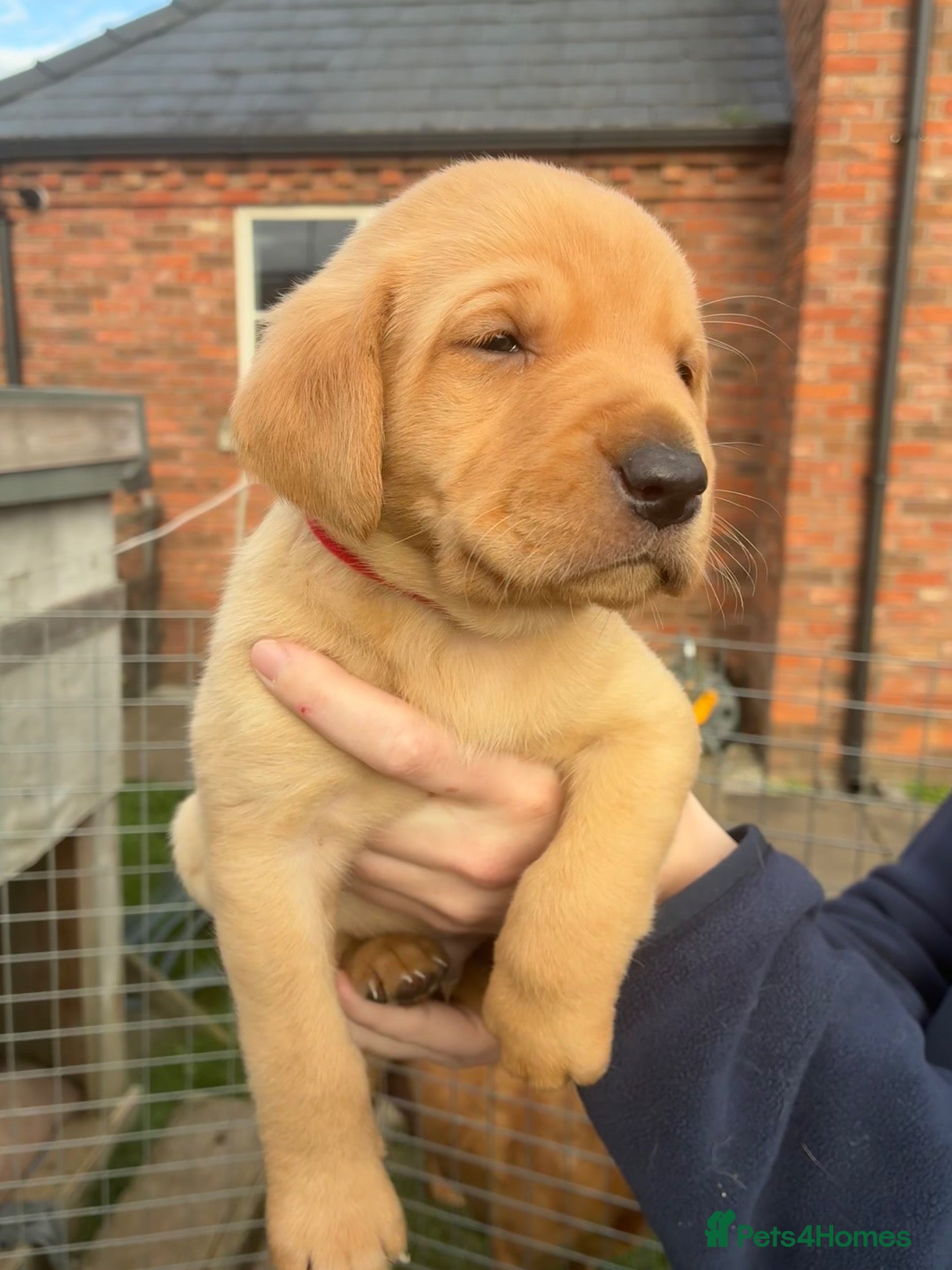 Labrador Retriever dogs for sale: KC registered Red Labrador puppies - Advert 19