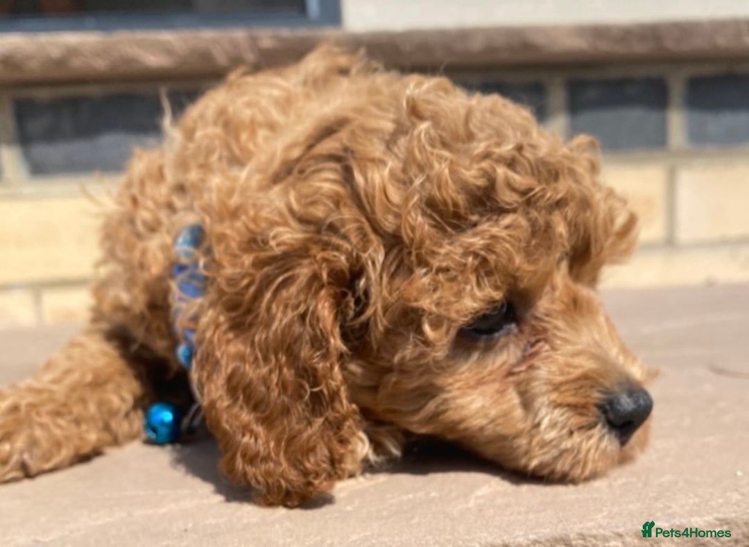 Toy Poodle dogs for sale: 🐶❤️ KC Registered Red Toy Poodle Puppies ❤️🐶 - Image 14