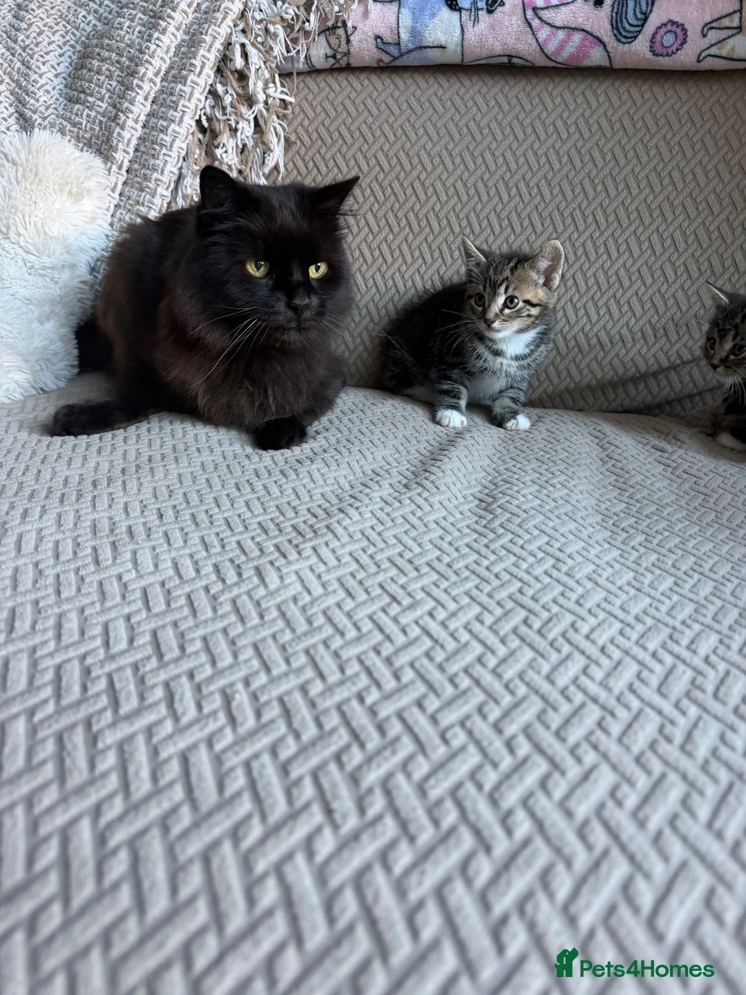 Mixed Breed cats for sale: Six Beautiful Tabby Kittens  - Advert 2