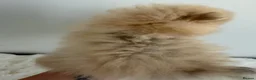 Pomeranian dogs for sale: Rare MINI TOY POMERANIAN puppies for sale! in London - Advert 11