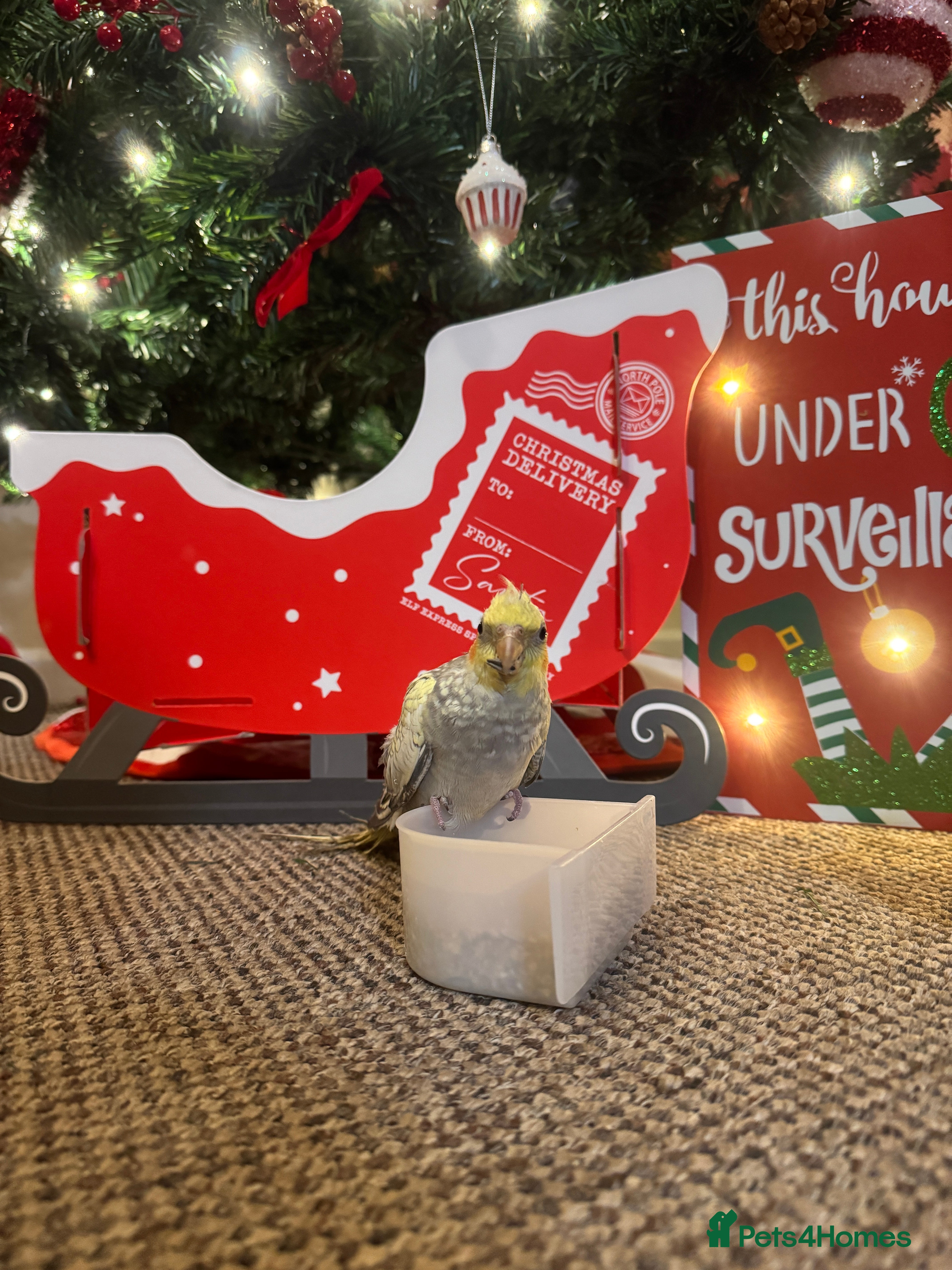 Cockatiels birds Cockatiel - Advert 4