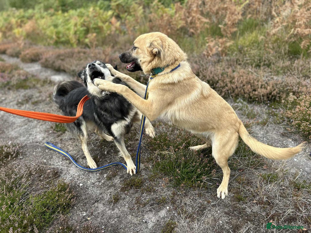 Mixed Breed dogs for adoption: Luanna - Norwich Norfolk  - Image 16